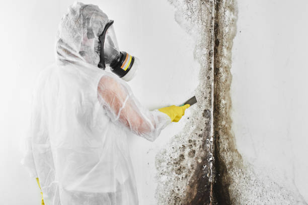 Certified Mold Removal in Glenrock, WY