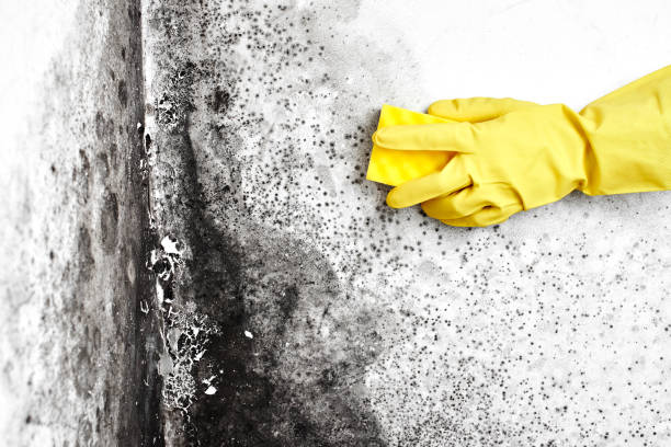 Best Mold Removal Company Near Me  in Glenrock, WY