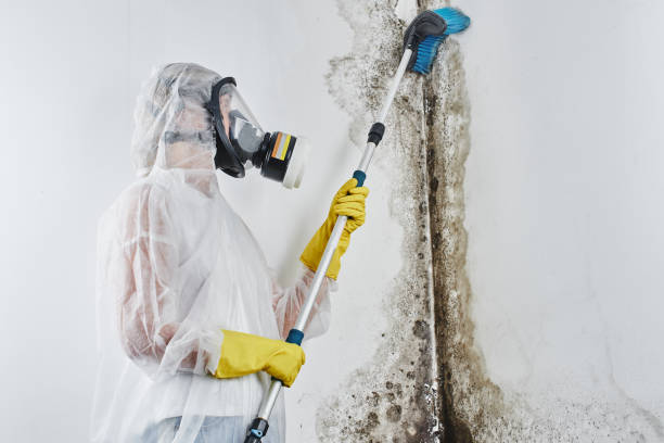 Trusted Glenrock, WY Mold Removal Experts