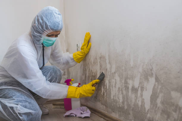 Certified Mold Removal in Glenrock, WY