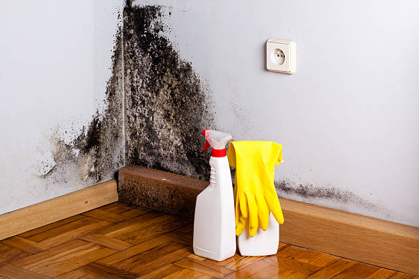 Best Mold Remediation Services  in Glenrock, WY